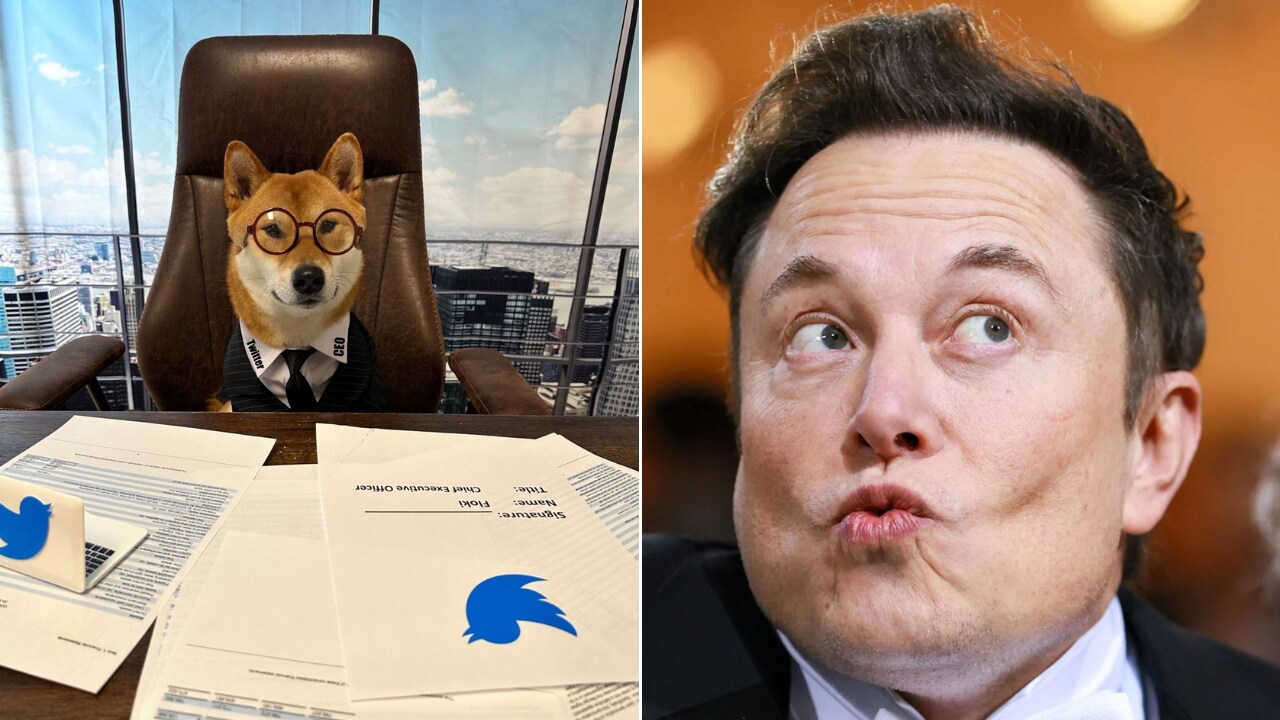 Elon Musks dog, the famous crypto Shiba Inu, Floki is Twitter's new chief executive. Musk tweeted hilarious images of his dog posing as the new head honcho along with supplementing props. (Image source via Twitter - @elonmusk and @mashable)