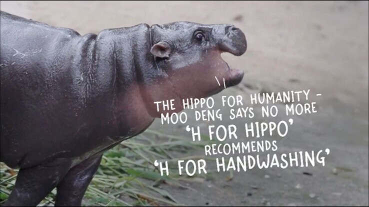 Moo Deng says no more ‘H for Hippo’, recommends ‘H for Handwashing’ in ‘Confessions of Moo Deng’ video