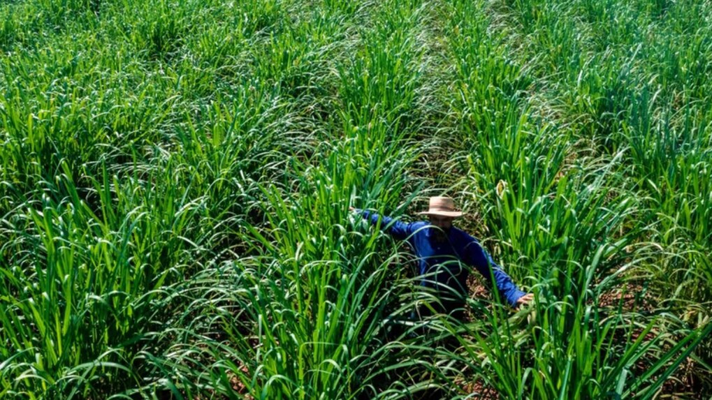 Unilever strikes new partnership to investigate alternative raw materials in cleansing products