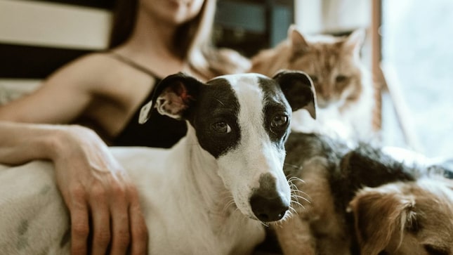 The Supreme Court’s latest order strikes a balance between public safety and animal welfare (Representative image via Unsplash)