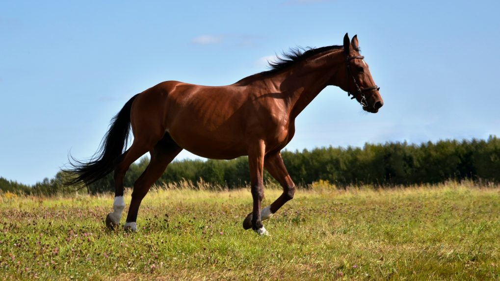 Luxury tax: Handbags to horses - list of goods subject to the 1% TCS