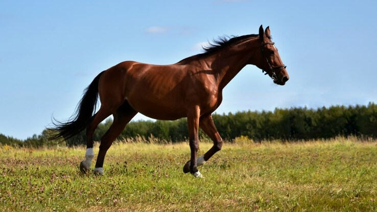 Luxury tax: Handbags to horses - list of goods subject to the 1% TCS