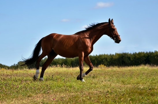 Luxury tax: Handbags to horses - list of goods subject to the 1% TCS