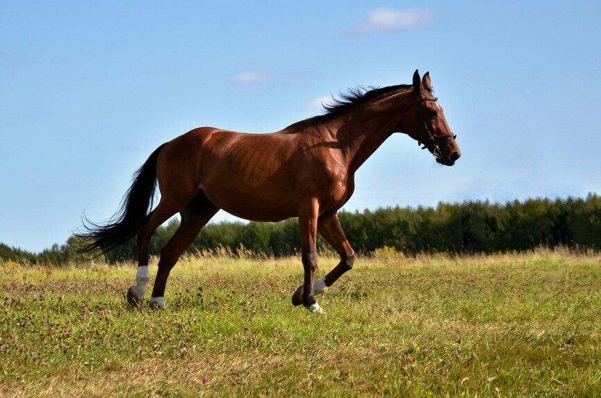 Luxury tax: Handbags to horses - list of goods subject to the 1% TCS