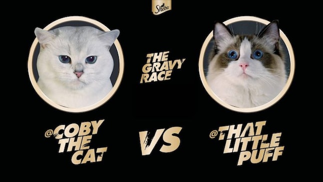 Global Ads Spotlight: Sheba's 'Gravy Race' was the most unexpected ad win of the year. Here's why