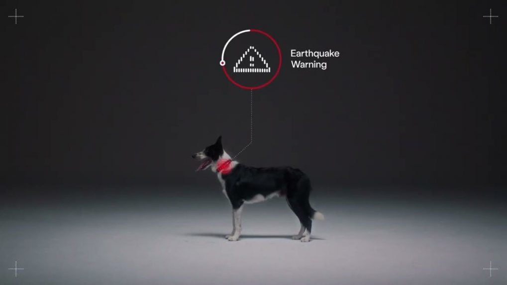 Global Ads Spotlight: How dogs became Lima's earthquake early warning system