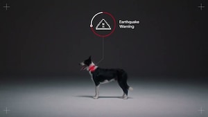 Global Ads Spotlight: How dogs became Lima's earthquake early warning system