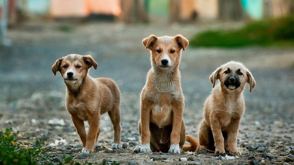 Supreme Court order to remove stray dogs in Delhi sparks outcry: WATCH