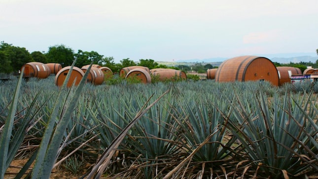 Tequila, Mexico. Image danica-hennig via Unsplash