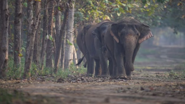 Vantara earns CITES global recognition for setting new standards in wildlife conservation