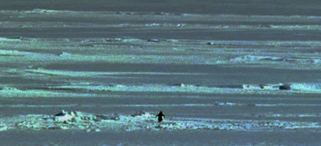 The Penguin who walked away