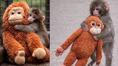 The original retail price in India was around Rs 1,650 to Rs 1,817.
