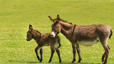 Farmers can generate income by selling breeding animals, supplying working donkeys to rural industries or producing donkey milk.