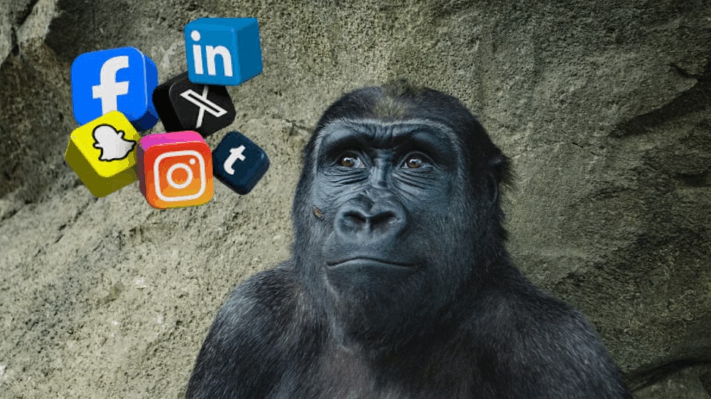 ¿Por qué las redes sociales se están convirtiendo en un centro para el comercio ilegal de primates?