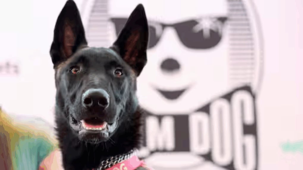 Cannes 2026: Who is Yuri, the rescue dog that stole the spotlight?
